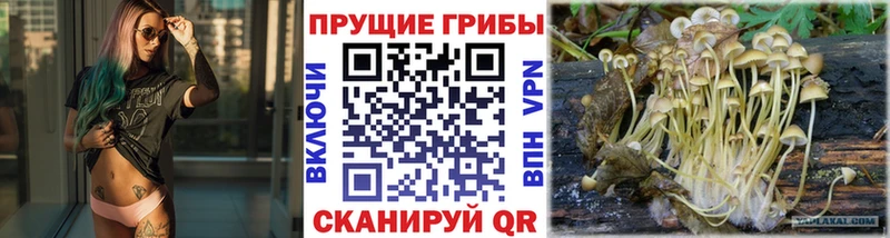 OMG ONION  Кадников  Галлюциногенные грибы Cubensis  закладки 